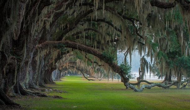 Under the Oaks - Tomotley Plantation South Carolina photo by Tony ...