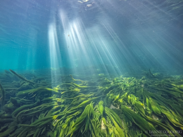 Underwater at Manatee Springs in Florida 