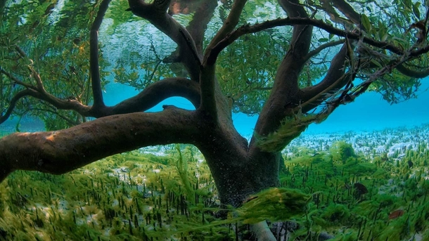 Underwater Mangrove Tree Cross-post from rPics - Photorator