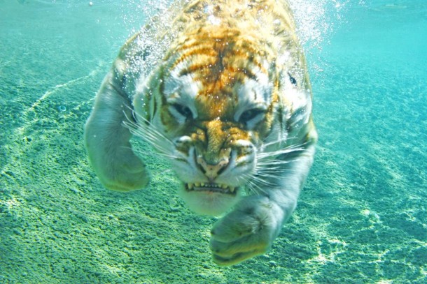Underwater Tiger 