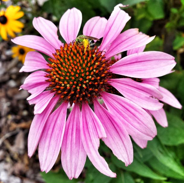 Unknown flower being visited by a bee 