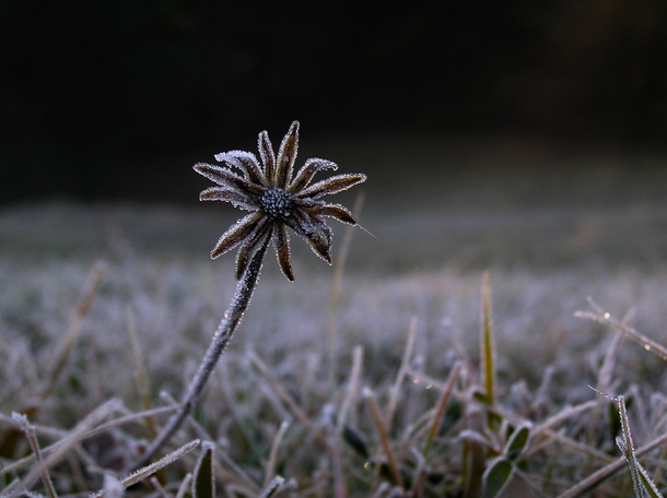 Unknown frozen flower Slovenia 