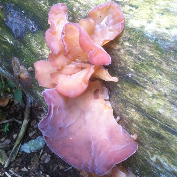 Unknown fungi in Lexington KY 