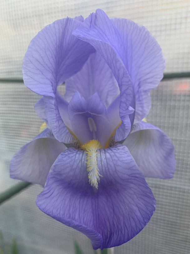 Unknown iris I propagated  years ago has finally flowered today  