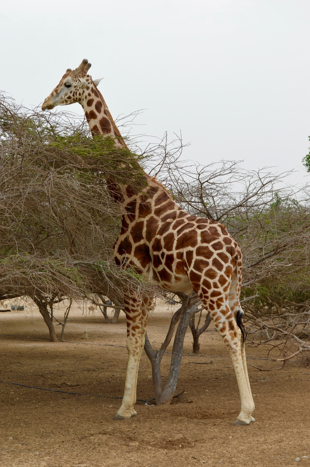 Untamed giraffe on Sirbaniyas Island UAE 