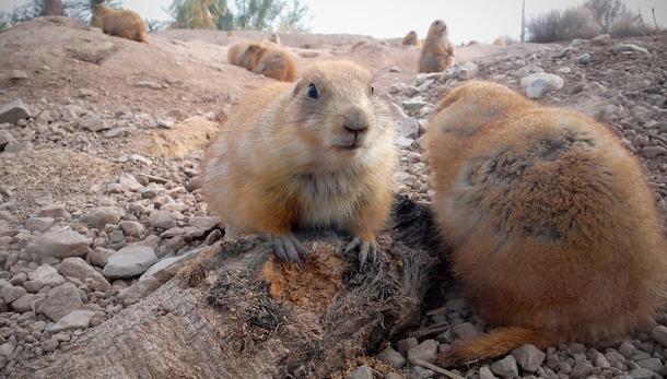 Up close and personal with prairie dogs genus Cynomys 