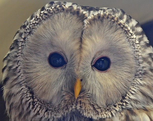 Ural Owl Strix uralensis by PETEJLB 