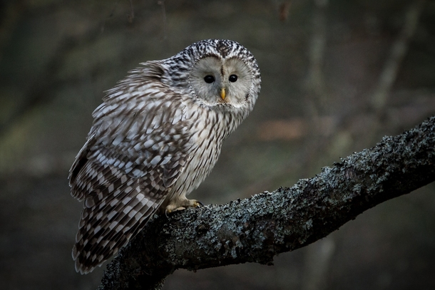 Ural owl Strix uralensis photographed in Kokkola Finland Photographer Jani Ylikangas 