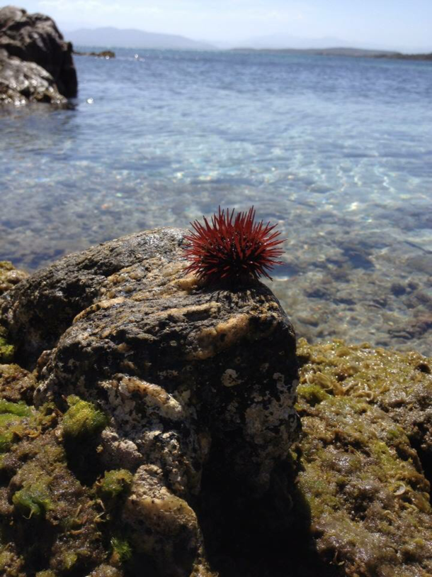 Urchin on the coast of Sardinia Italy 