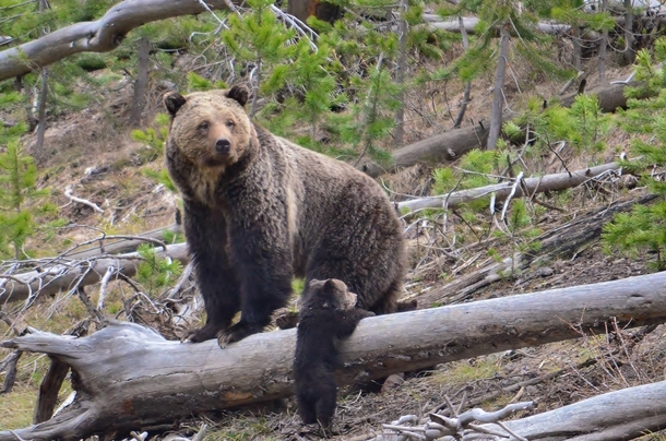 USA Frank van Manen a United States Geological Survey USGS grizzly bear researcher snapped this picture of a mother grizzly bear and her cub in Yellowstone National Park 