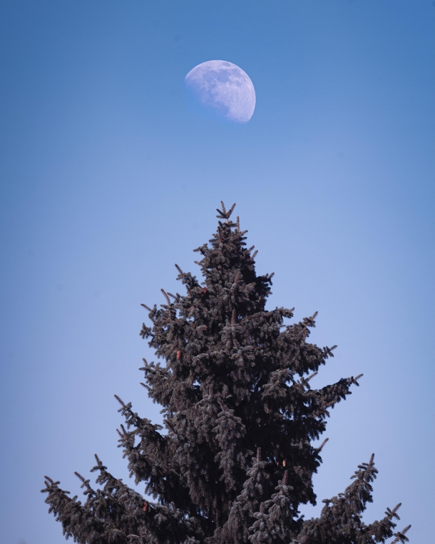 Used my telescope to shoot an afternoon moonrise over a distant tree top 