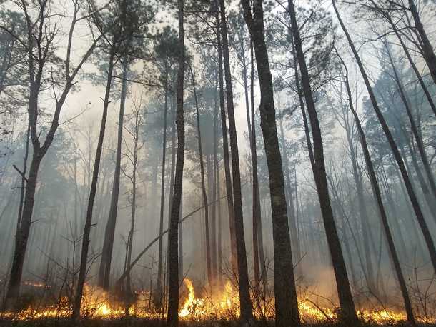 Uwharrie National Forest prescribed burns 