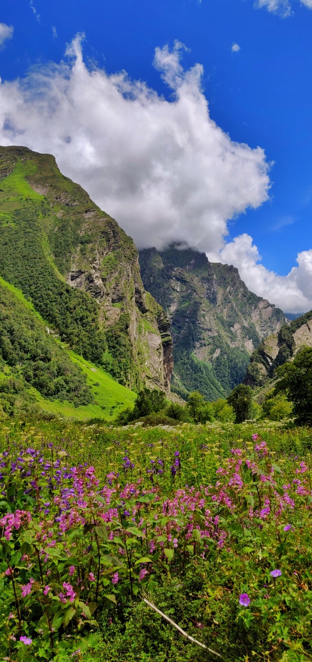 Valley of Flowers National Park India Photorator