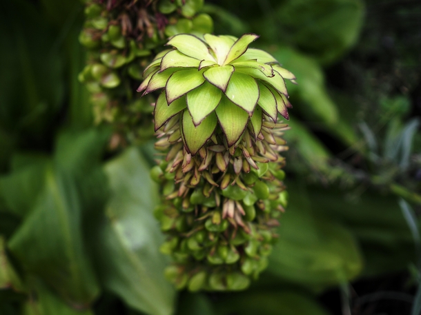 Variegated pineapple lily Eucomis bicolor 