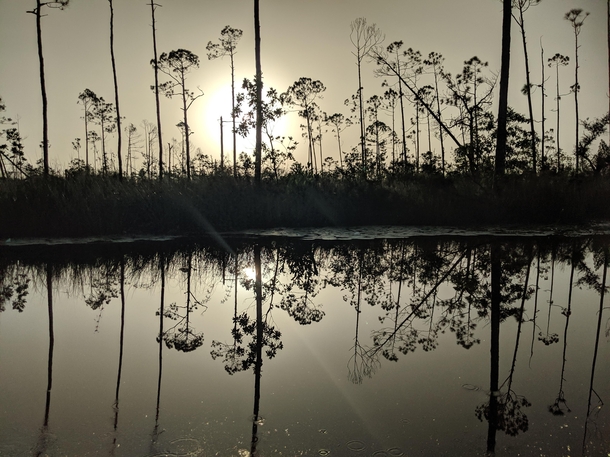 Very reflective creek on the Florida panhandle 