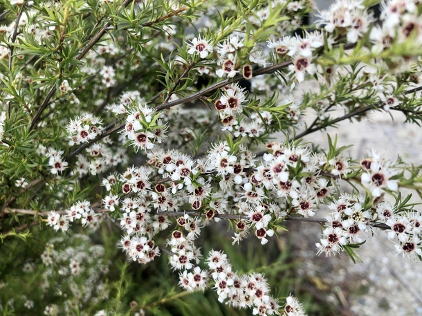 Very small and very fragrant kanuka flowers Marahau NZ