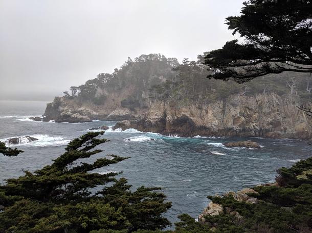View from Cedar Grove at Point Lobos State Reserve CA 
