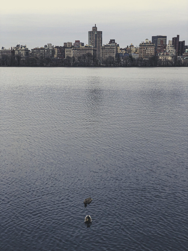 View of Jacqueline Kennedy Onassis Reservoir  ducks and New York City 