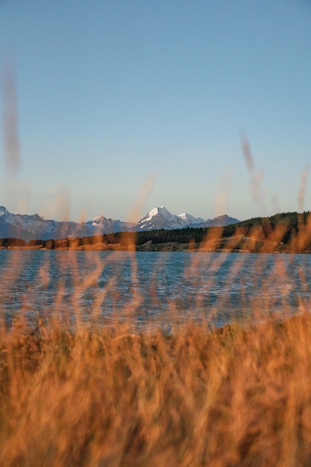 View of Mt Cook over Lake Pukaki I was amongst these plants for far too long waiting for the perfect light - South Island New Zealand - 