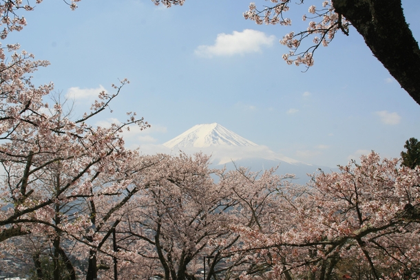 View of Mt Fuji taken from the Chureito Pagoda in Japan a month ago  x