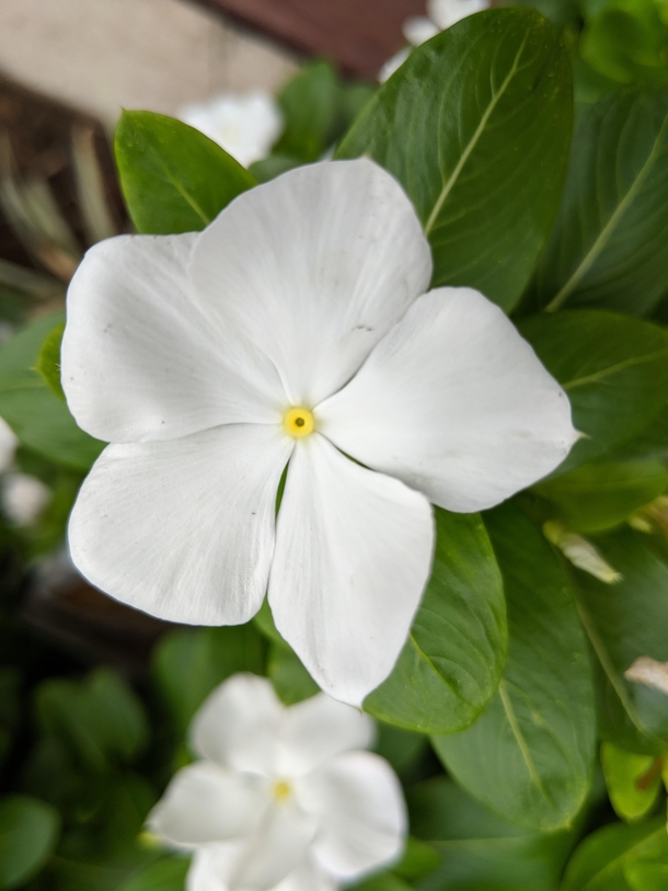 Vinca Minor or Periwinkle another beautiful flower from Cartagena Colombia 