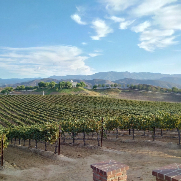Vineyard in Temecula CA 