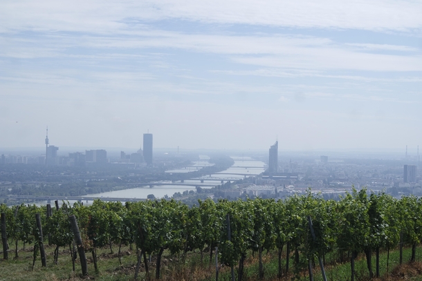 Vineyards above Vienna and the Danube 