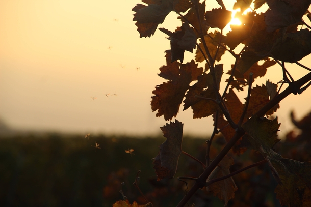 Vineyards in the sunset 