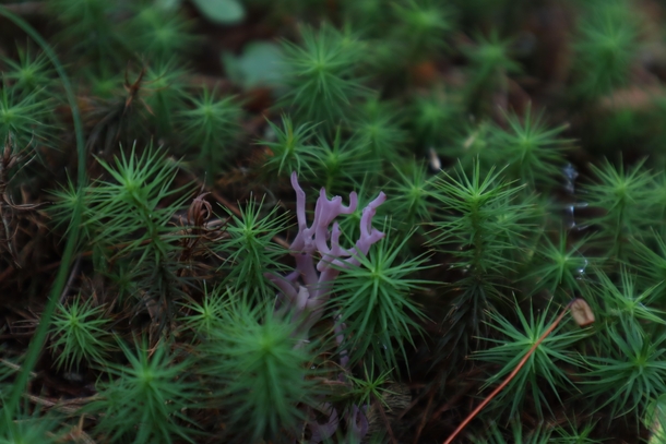 Violet coral fungus Clavaria zollingeri surrounded by common haircap moss Polytrichum commune  OC
