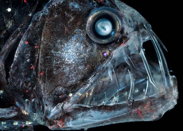 Viperfish- The bioluminescent spots lure prey in and the giant teeth seize it Prey is swallowed whole Solvin Zankl 