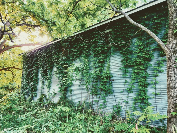 Virginia Creeper doing its thing climbing up the back of a carriage-house garage in rural southwest Michigan