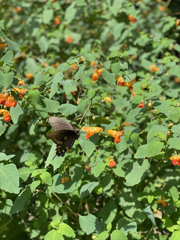 Visiting the Jewelweed aka Spotted Touch-Me-Not aka Impatiens Capensis  side note - freshly harvested jewelweed can make a great poison ivy salve