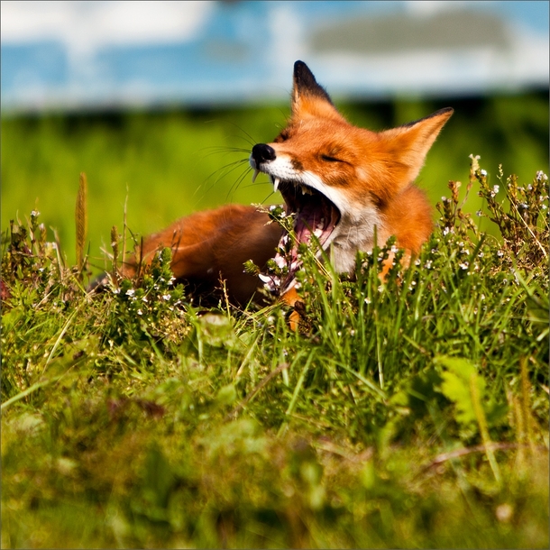 Vulpes vulpes yawning in the Grass 