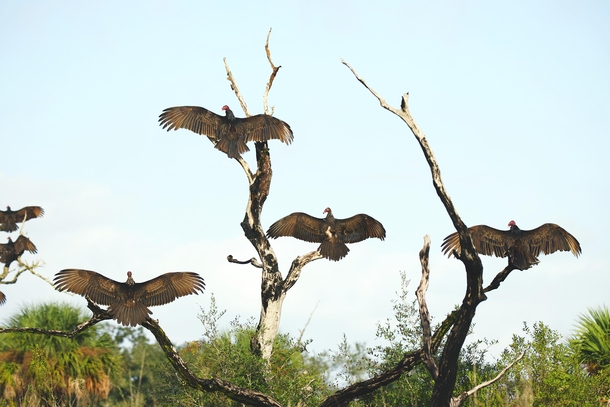Vultures Getting Some Sun 