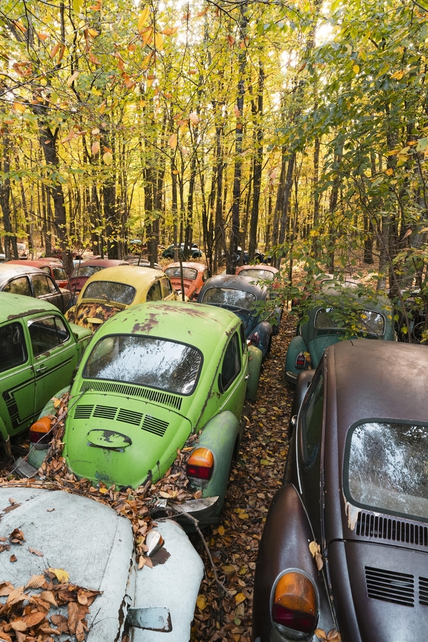 VW Graveyard 