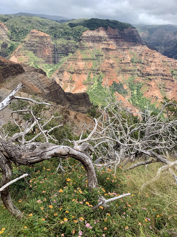 Waimea Canyon dead tree and live flowers OC x