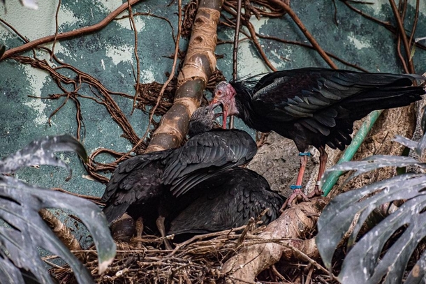 Waldrapp ibis feeding its chicks at Milwaukee zoo