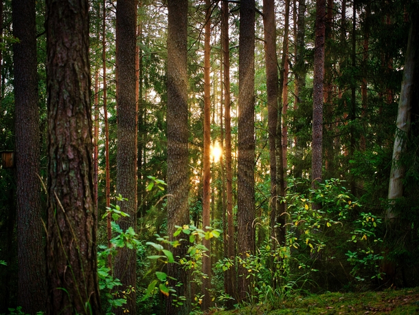 Walk in the forrest during sunset Lithuania Jonava virtual_nature