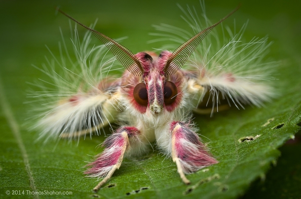 Walkers Moth Sosxetra grata by Thomas Shahan 