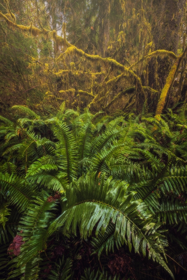 Walking along the Trail of Mosses in Olympic National Park Washington 