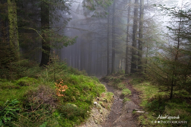 Walking into the misty pine forest Windermere The Lake District 