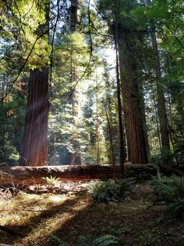 Walking the redwoods in Humboldt County CA 