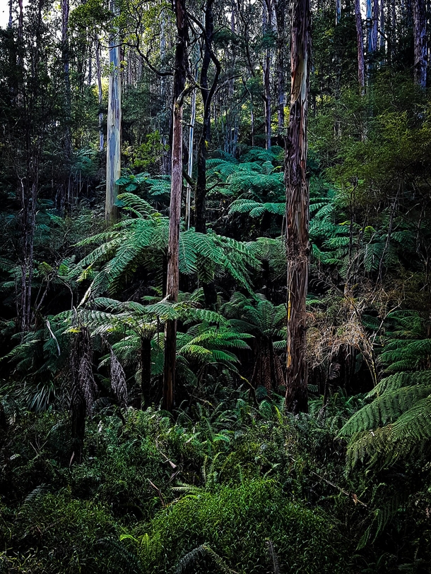 Warburton redwood forest VIC AU 