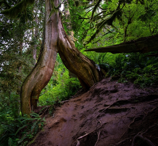 Was doing some hiking in Oregon where I stumbled upon this tree  OC 