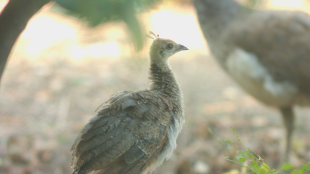 Was fortunate to get a glimpse of this peachick in my front yard today 