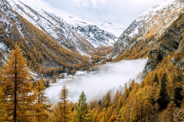 Was looking through some memories from Italy The European Larch turns a lovely color in the Fall November  in Gran Paradiso National Park 