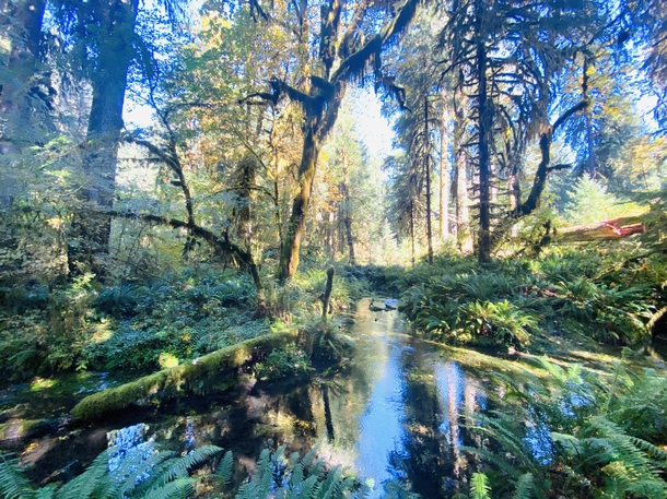 Washington State swamp 