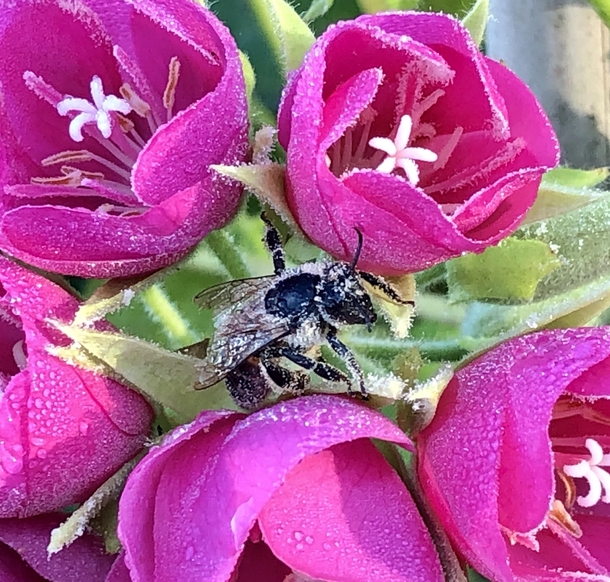 Wasp sleeping in the Dombeya this morning OC