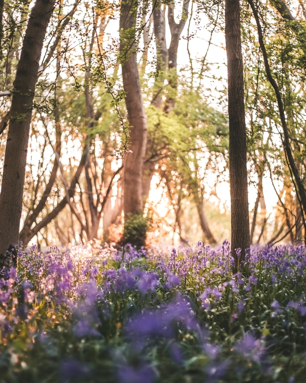 Watching the sunrise over the bluebells Oxfordshire UK 