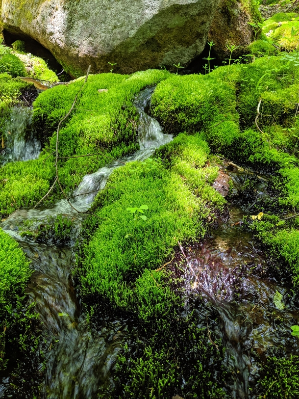 Water cutting through a moss patch on the TriPyramid Mountains 